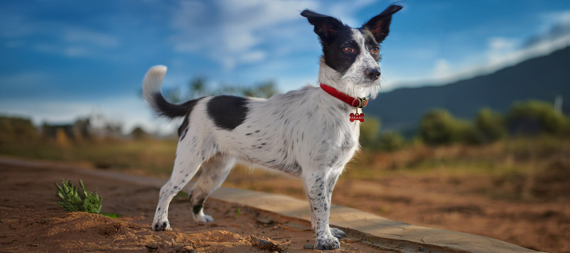 banner Joan Boira. Retrato de perros