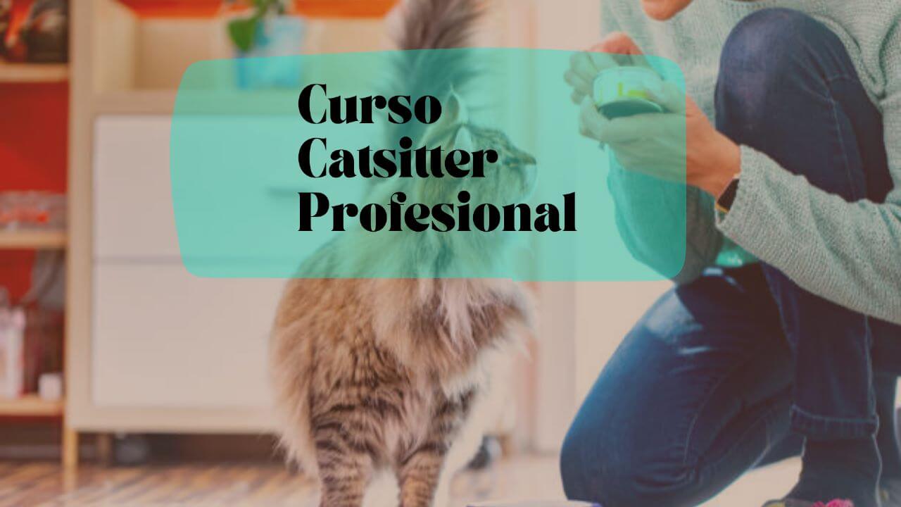Imagen promocional para el curso de Catsitter Profesional