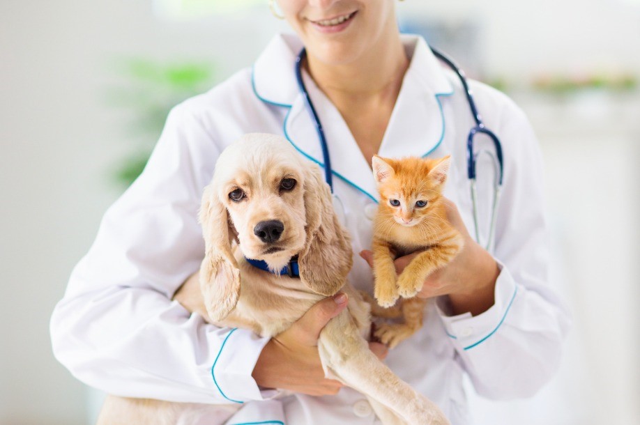 Perro y gato sobre los brazos de una persona