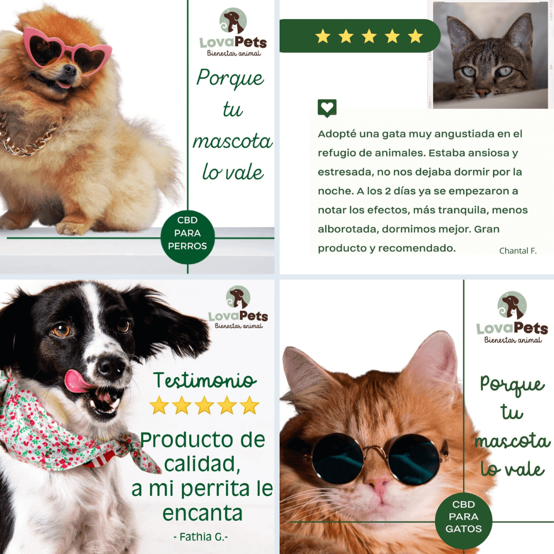 LovaPets banner