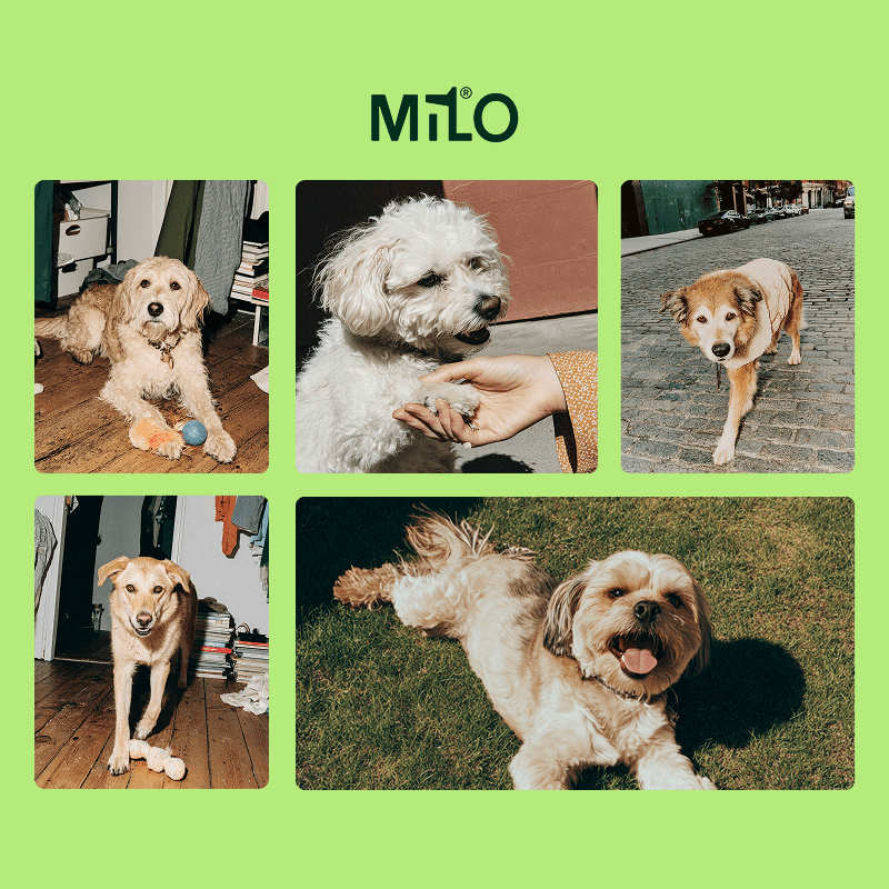 Milo banner