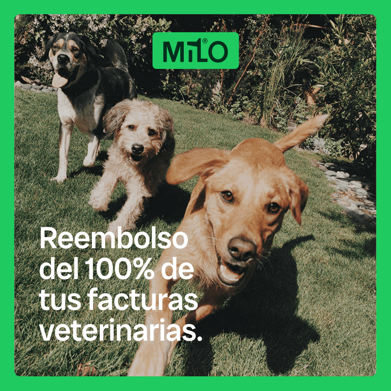 25€ de descuento al asegurar a tu peludete: