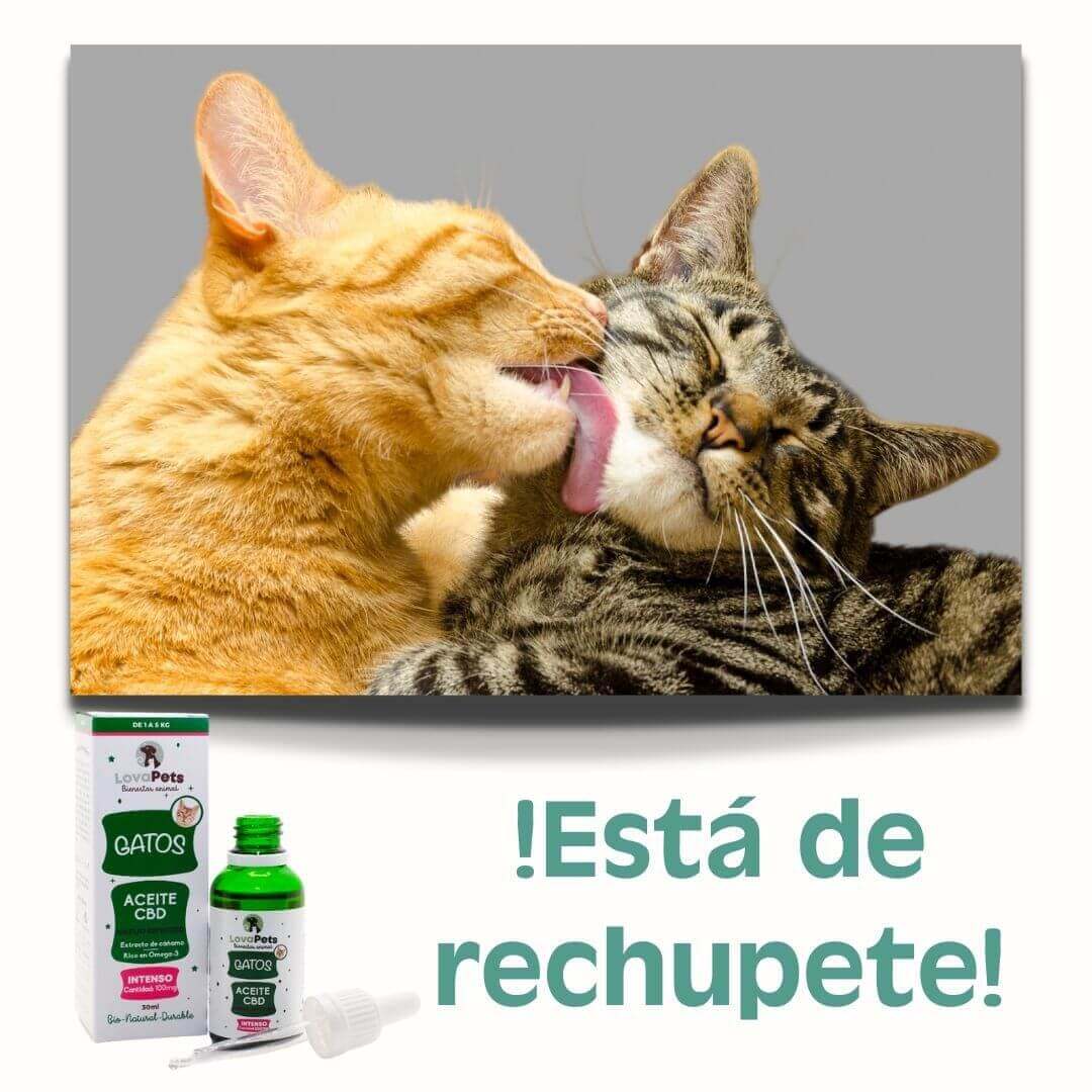 10% de descuento en todas tus compras: